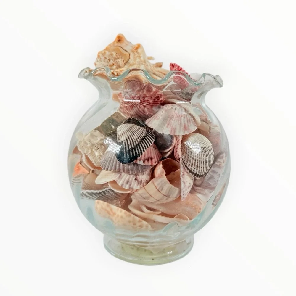 Sea Shell‎ Mix Coastal Beach Decor 5